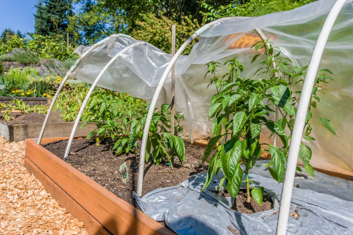 Hoops for floating row covers are easily installed on a raised bed