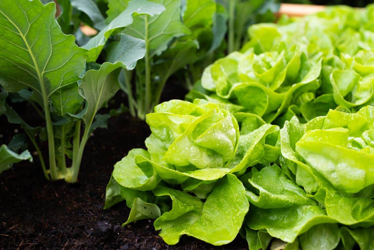 Lettuce plants growing under broccoli