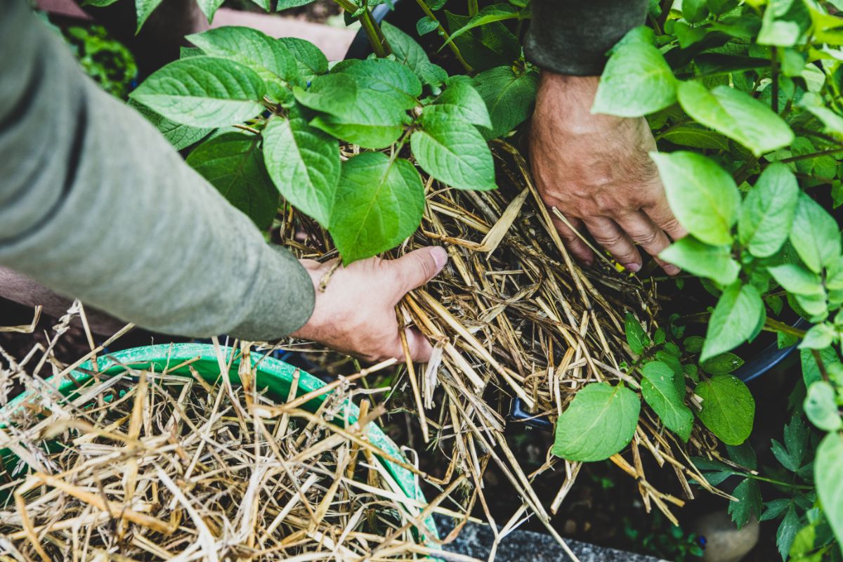 Mulch being applied to potatoes