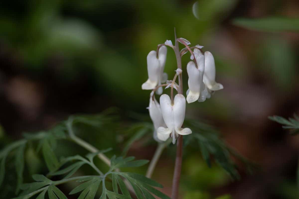 Squirrel corn gets its name from its corn-like tuberous roots