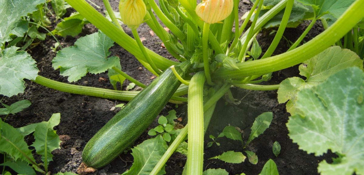Tender young zucchini plants on the vine