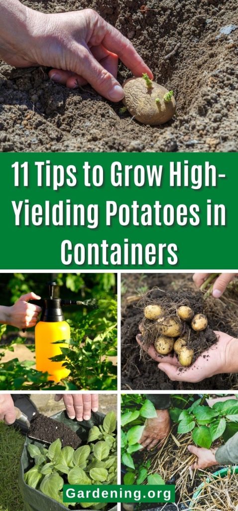 11 Tips to Grow High-Yielding Potatoes in Containers pinterest image.