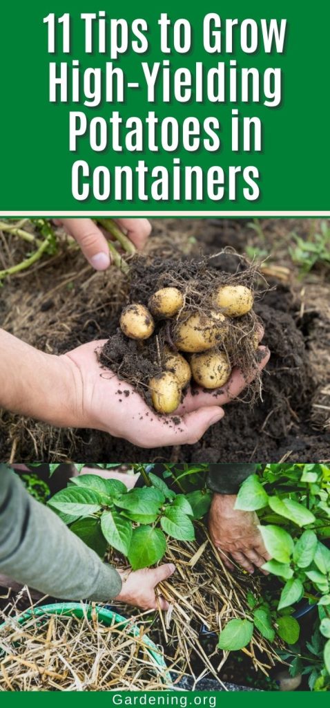 11 Tips to Grow High-Yielding Potatoes in Containers pinterest image.