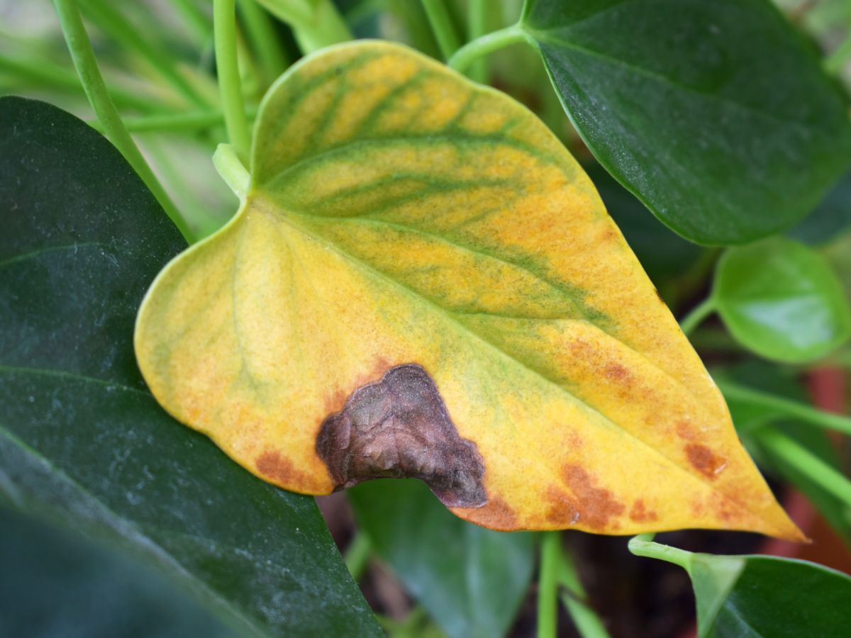 Yellowing leaves on a plant left in a cold, drafty space