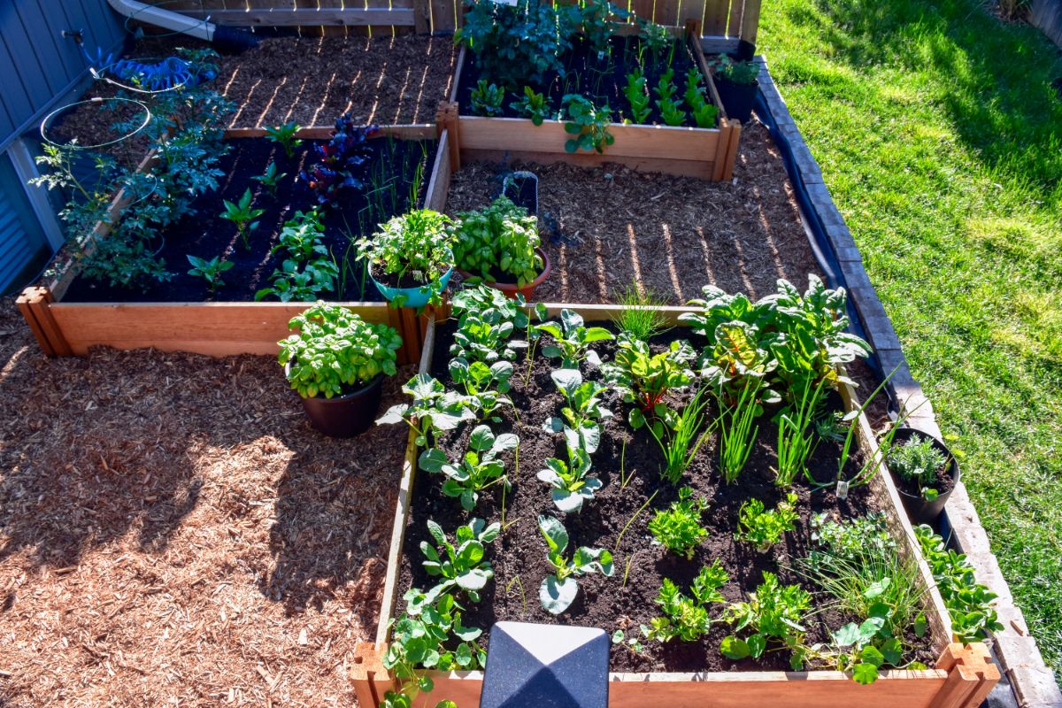 Three square foot garden beds are fit into a small piece of yard