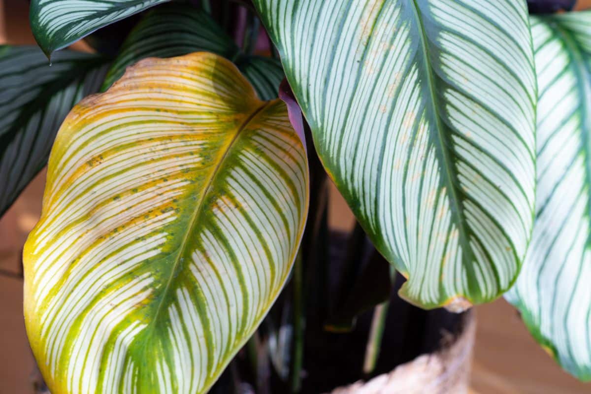 A yellowed plant leaf that should be removed