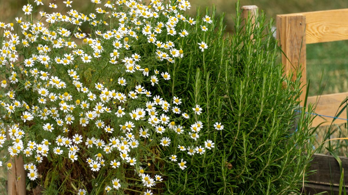 Chamomile repelling cabbage moths
