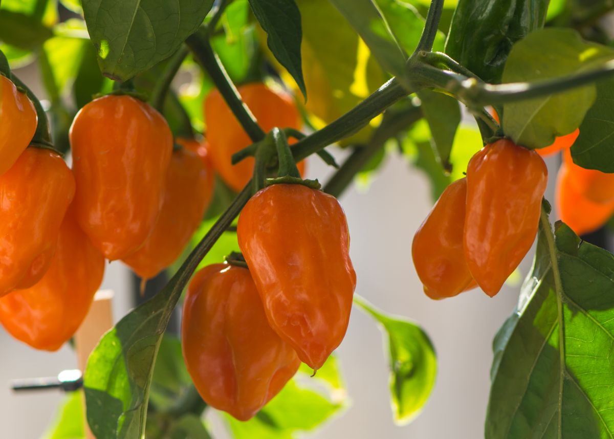 Orange hot peppers grow in a square foot salsa garden