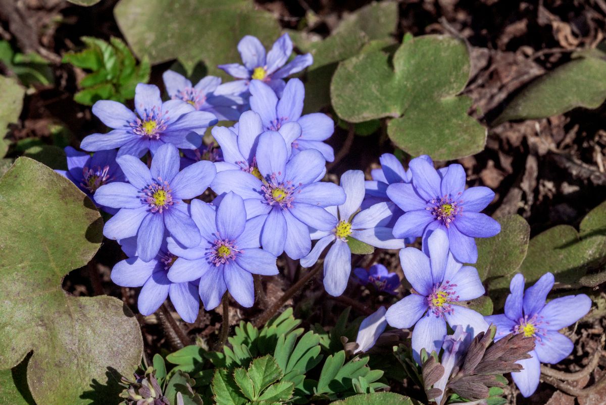 Hepatica grows naturally where hickories and maple grow