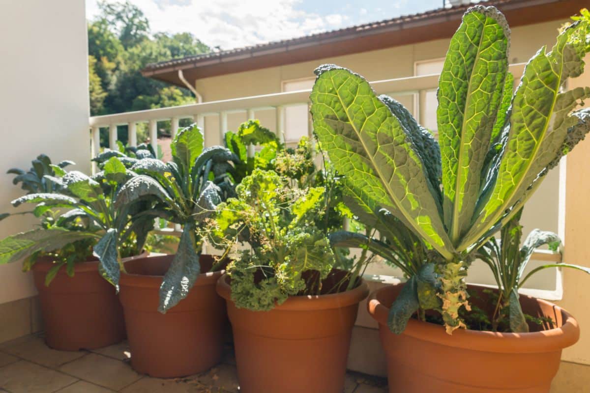 Kale and leafy greens growing in containers on a balcony