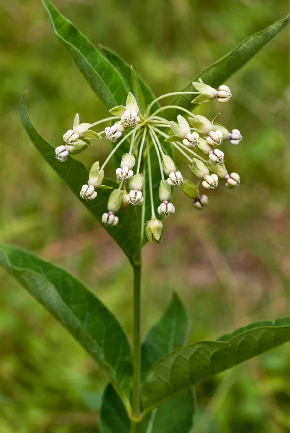 Tall poke milkweed plant