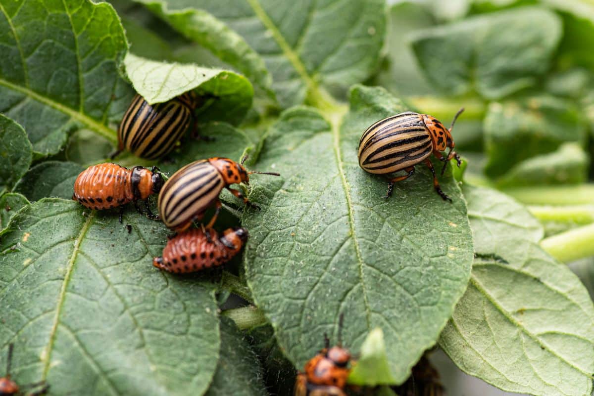 Colorado potato beetles on potato plants