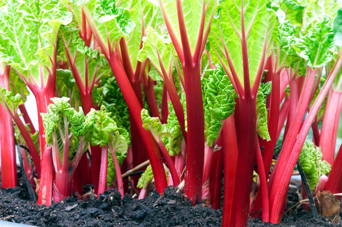 Perennial rhubarb grows in an established perennial patch