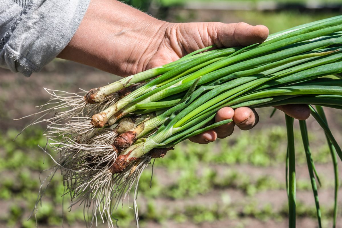 A fresh harvest of scallions