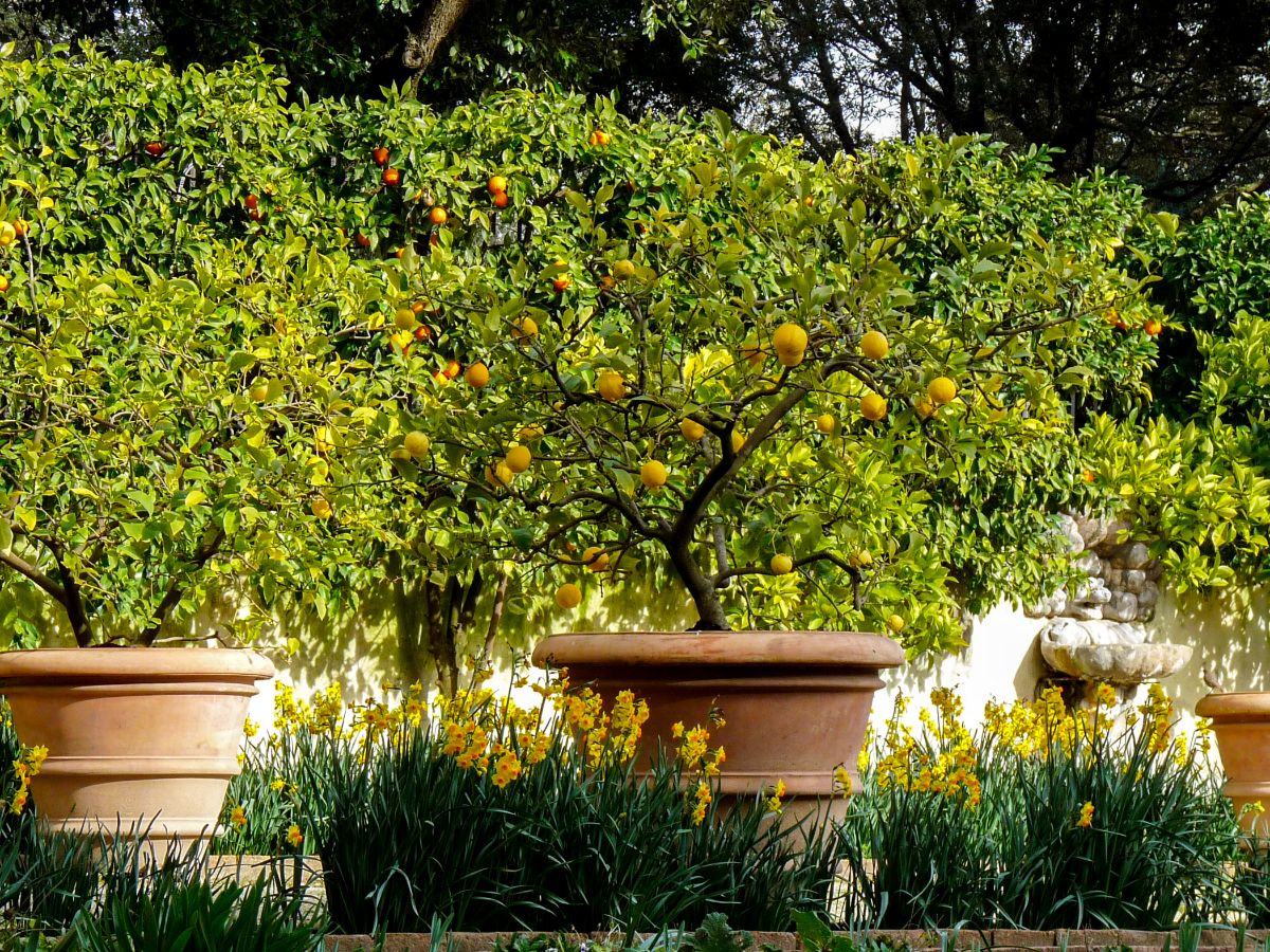 Dwarf citrus trees growing on a patio