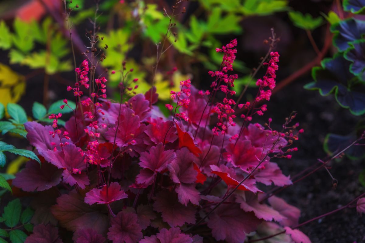Red foliage with pink flowers on coral bell plants