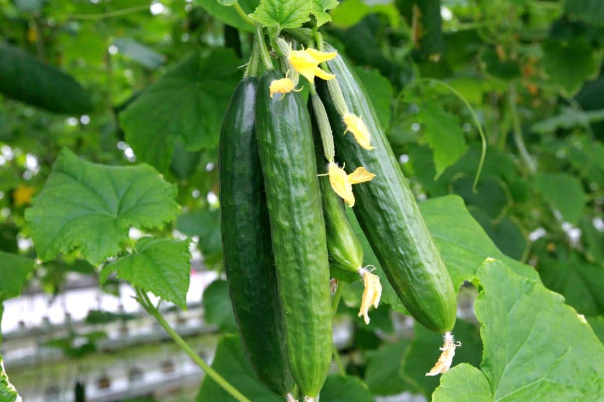 Cucumbers can be grown with brassica plants