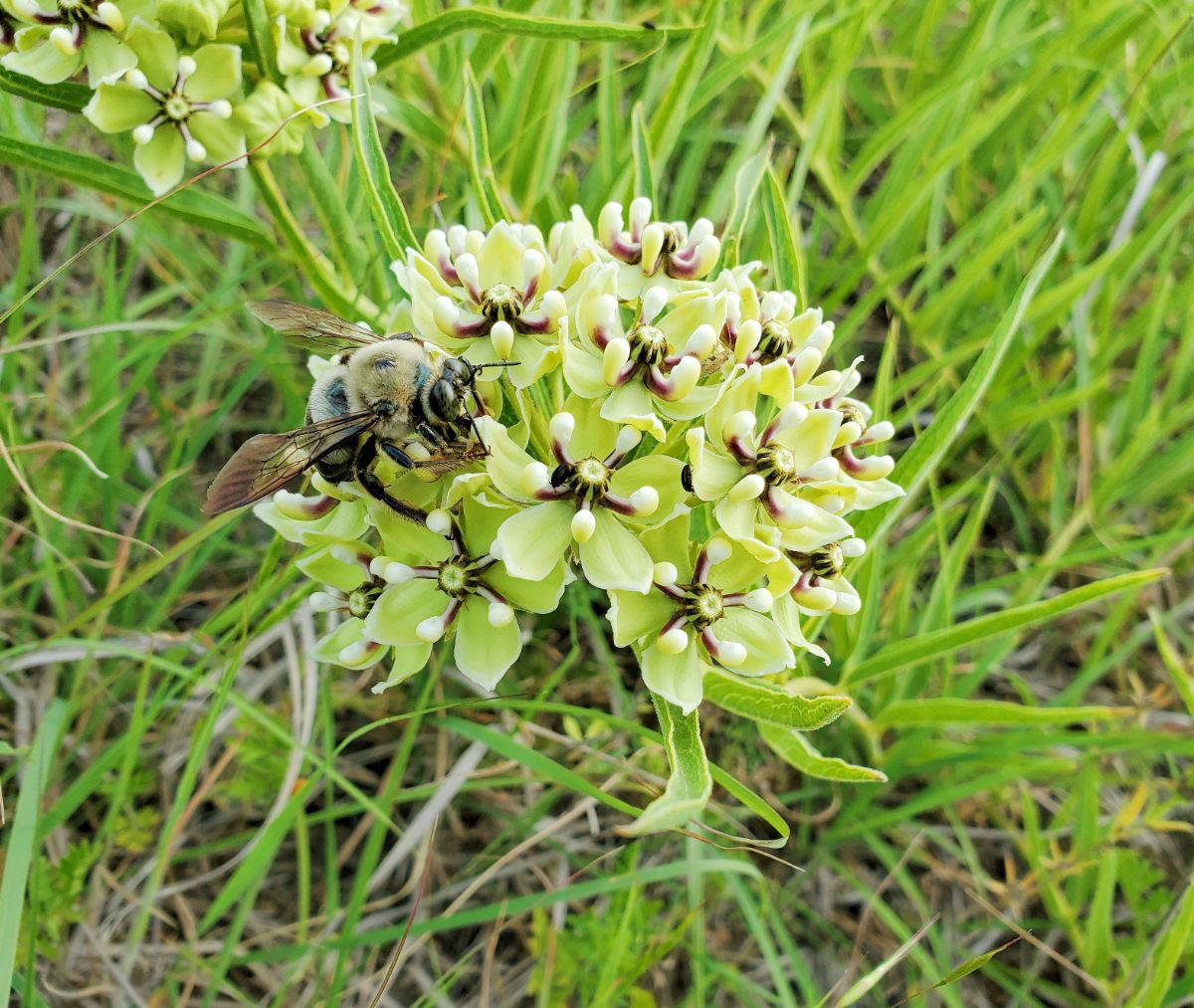 A bee on a green milkweed flower