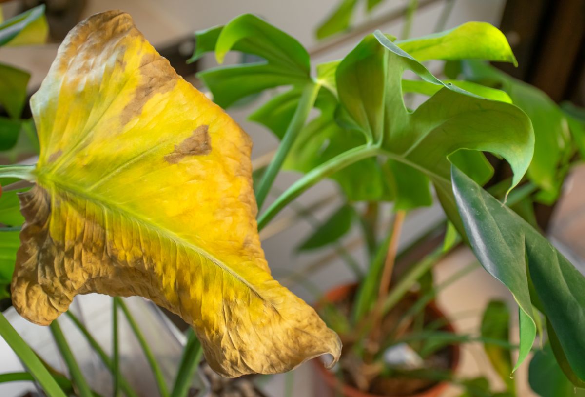 A dead yellow, drying leaf on a houseplant