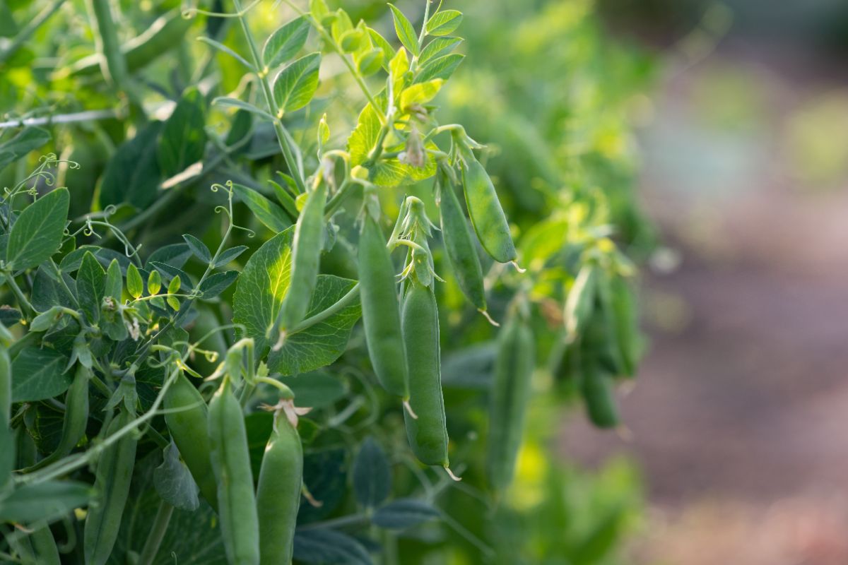 Pods of peas ready for picking