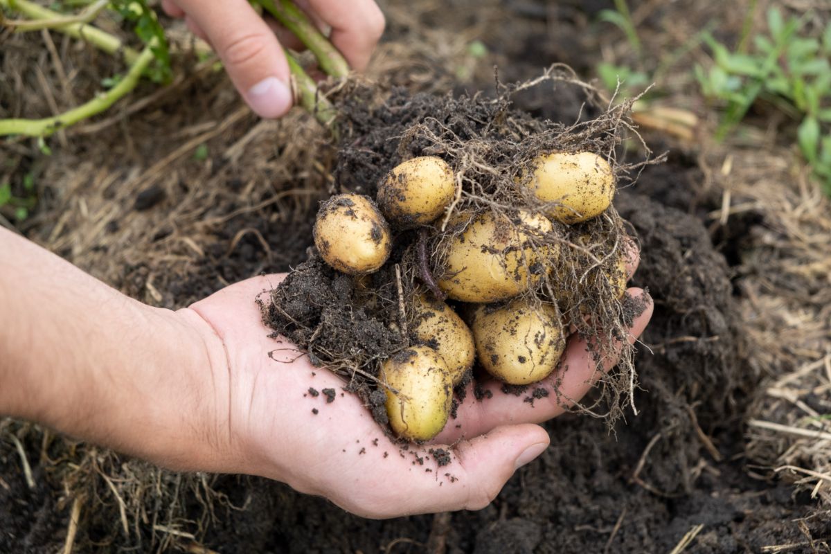 Young new potatoes dug from a grow bag