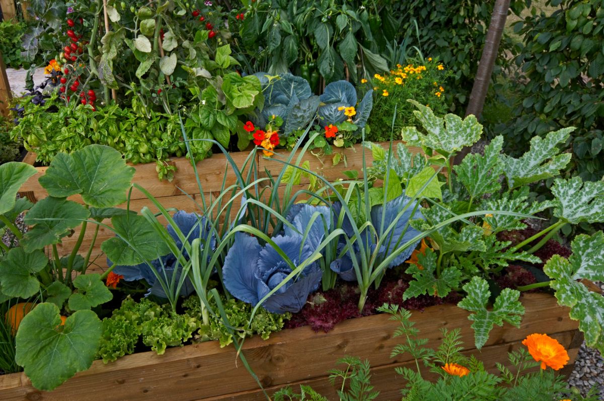 Raised bed gardens do come with some drawbacks