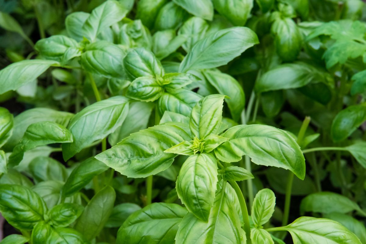 Green, healthy basil plants