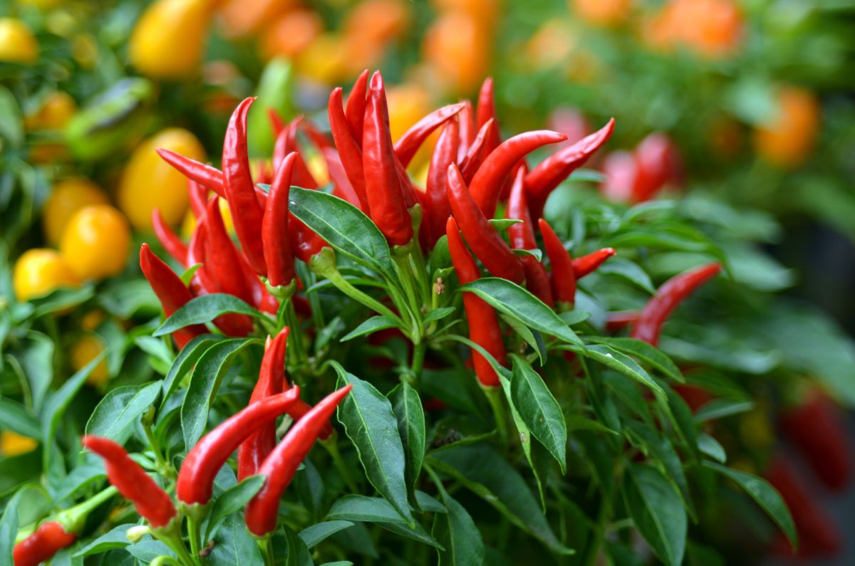 Red hot chili peppers grow in a themed square foot garden