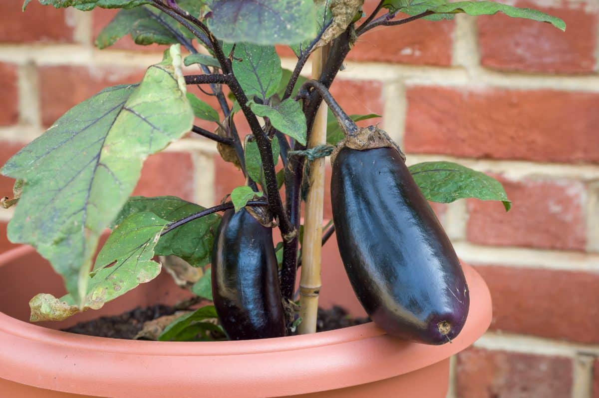 Eggplant growing in a container garden