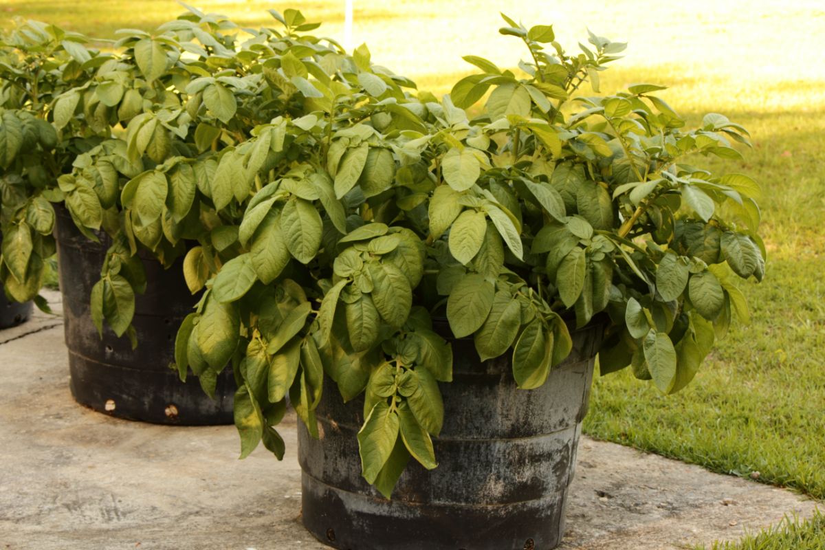 Large containers with large, healthy potato plants