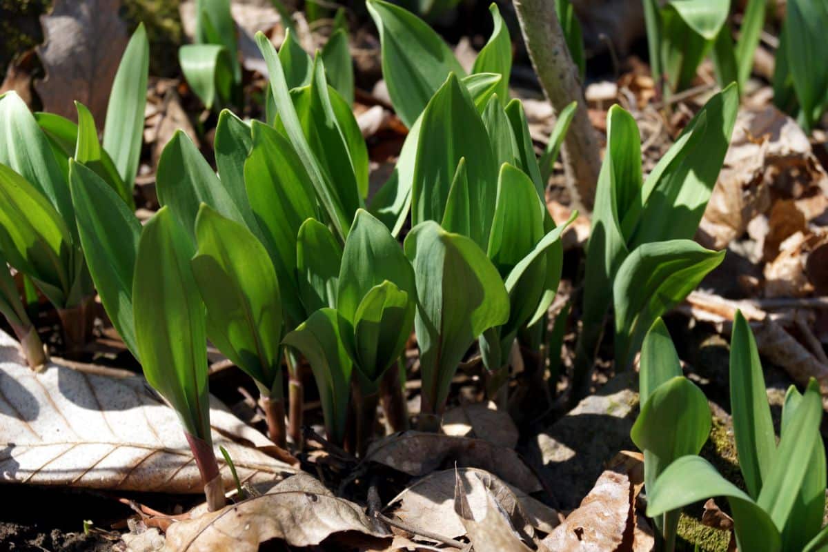 Wild ramps can be cultivated at home to save wild patches from overharvesting