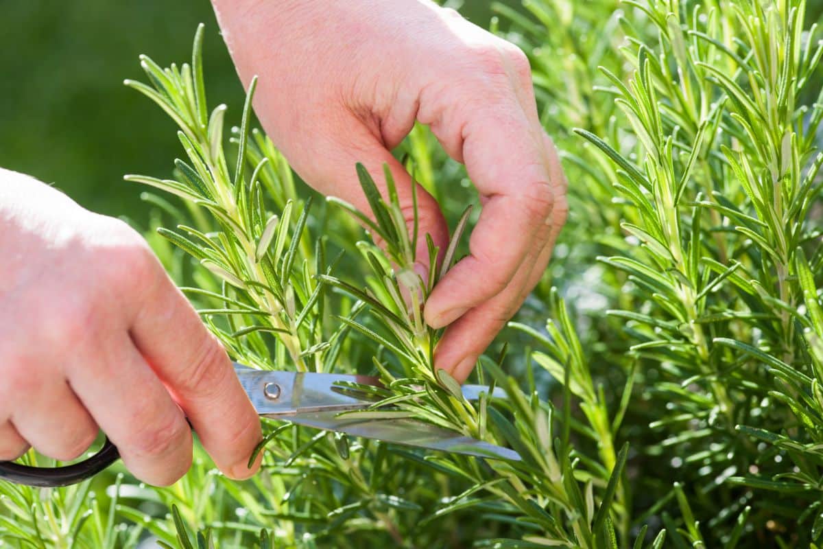 A gardener cutting a sprig of fragrant rosemary