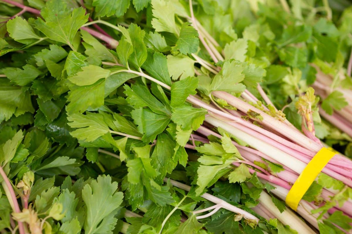 Celery in a bundle