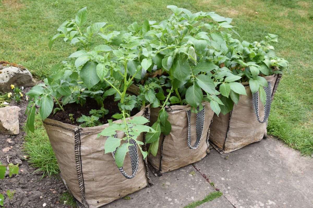 Potatoes growing in brown grow bags on the edge of a patio