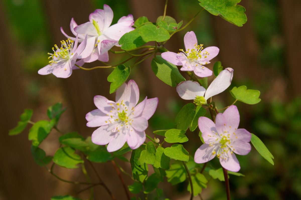 Pink spring Rue anemone