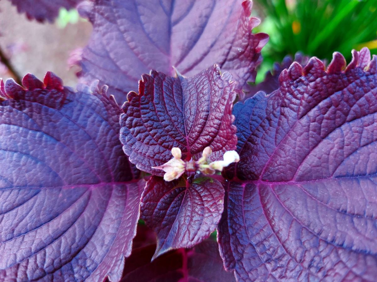 Purple Shiso herb