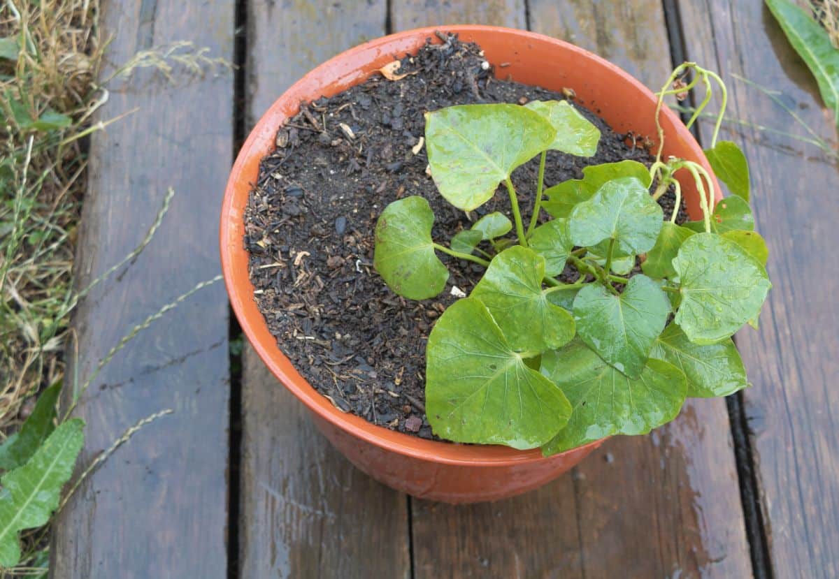 Sweet potatoes growing in a porch container garden