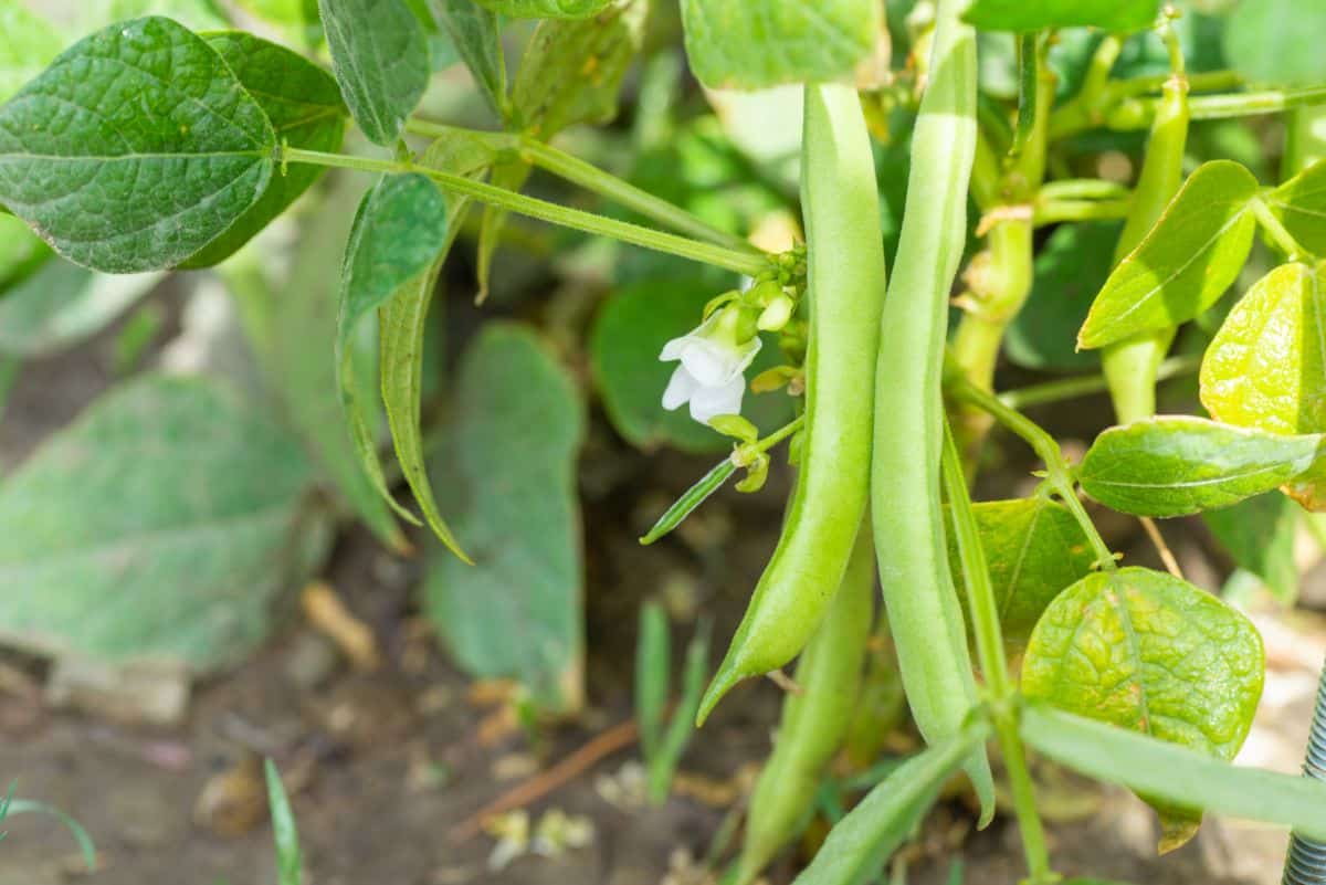 Green beans growing in a square foot garden