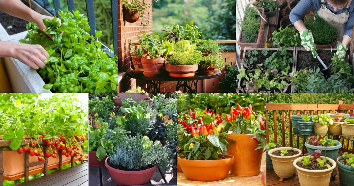 https://gardening.org/wp-content/uploads/2023/03/16-high-yielding-vegetables-to-grow-in-containers-fb.jpg