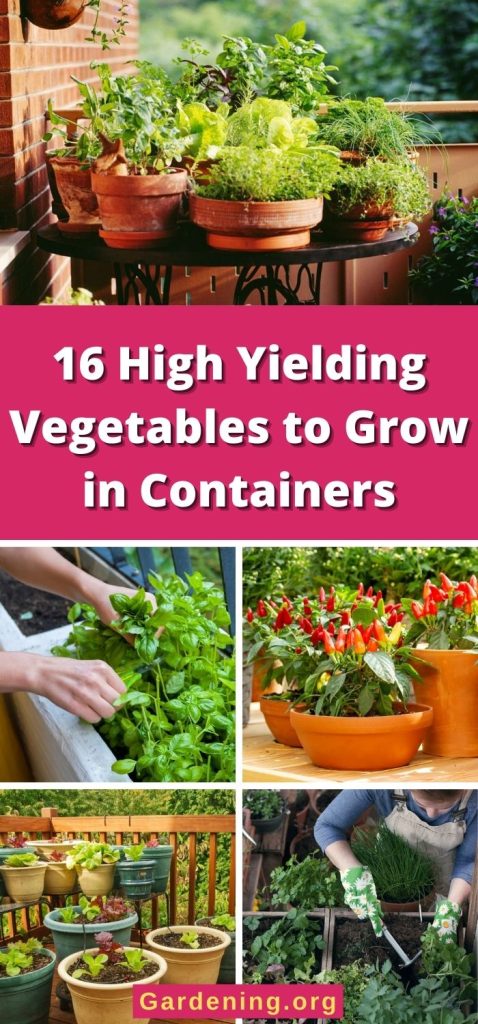 16 High Yielding Vegetables to Grow in Containers pinterest image.