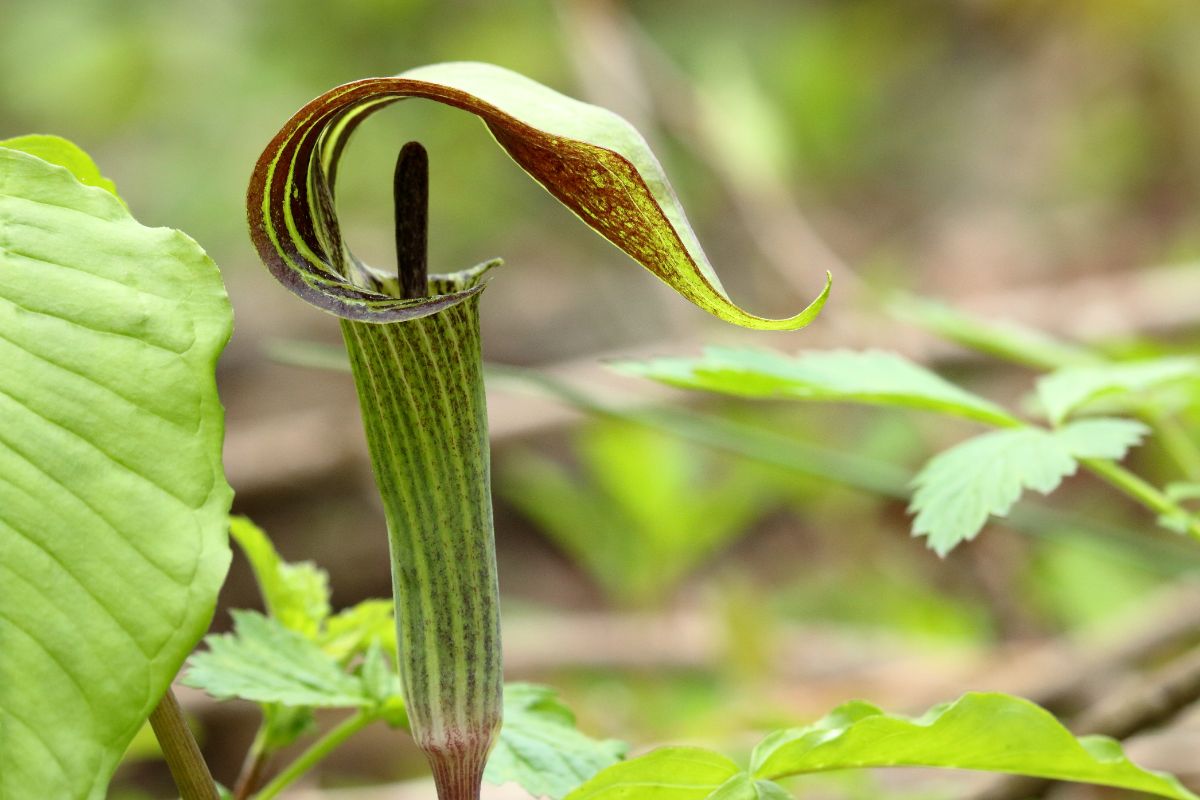 Uniquely shaped Jack in the pulpit plant