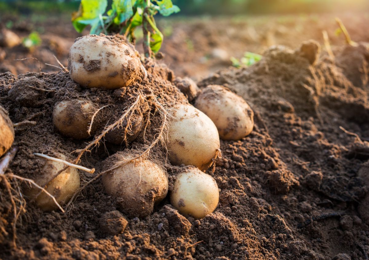 Potatoes can be grown with brassicas