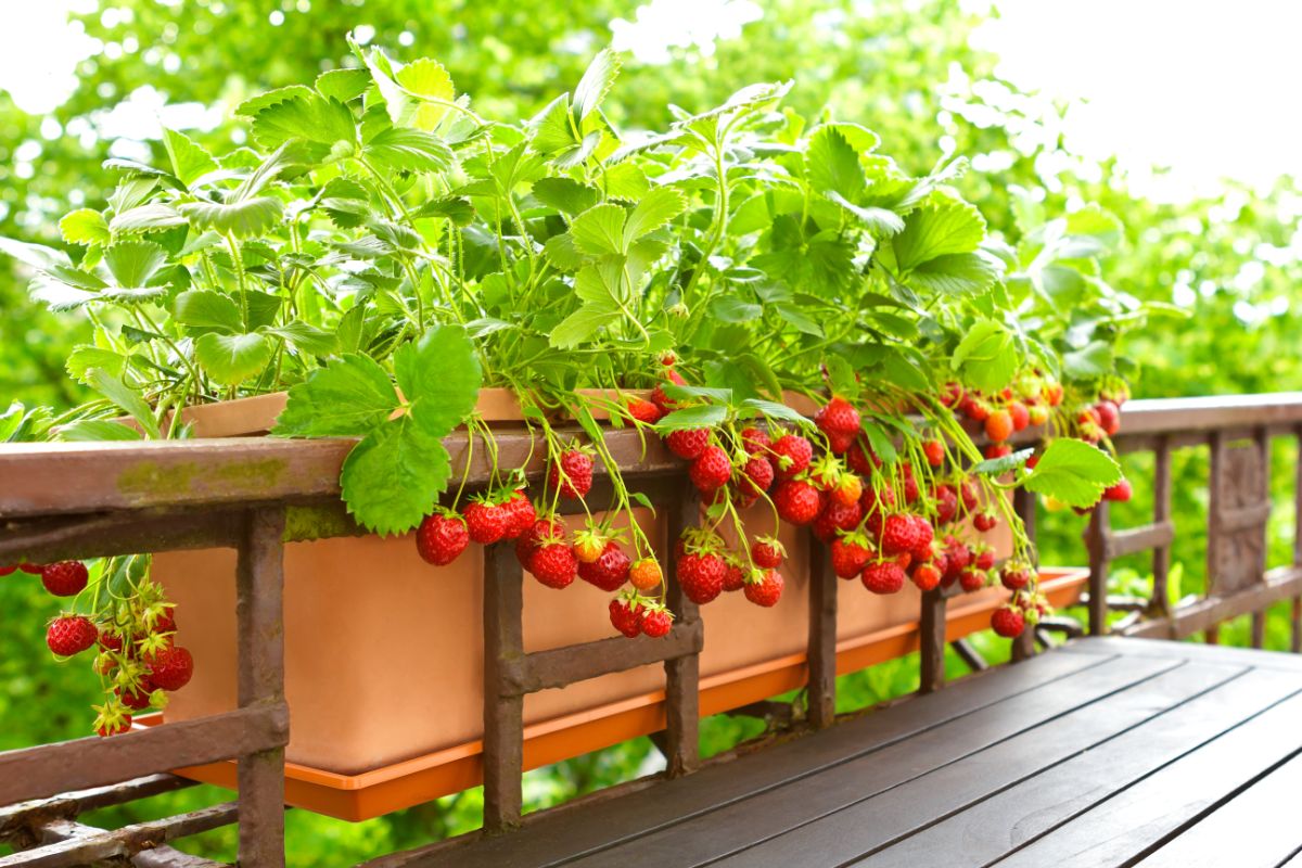 A porch rail planting box dripping with ripe strawberries