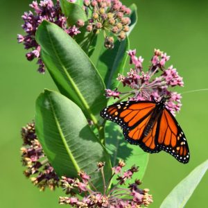 Monarch Butterfly nectaring on Common Milkweed.