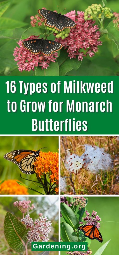 16 Types of Milkweed to Grow for Monarch Butterflies pinterest image.