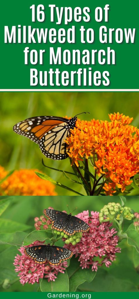16 Types of Milkweed to Grow for Monarch Butterflies pinterest image.