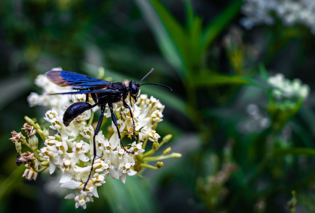 A wasp on a zizotes milkweed plant
