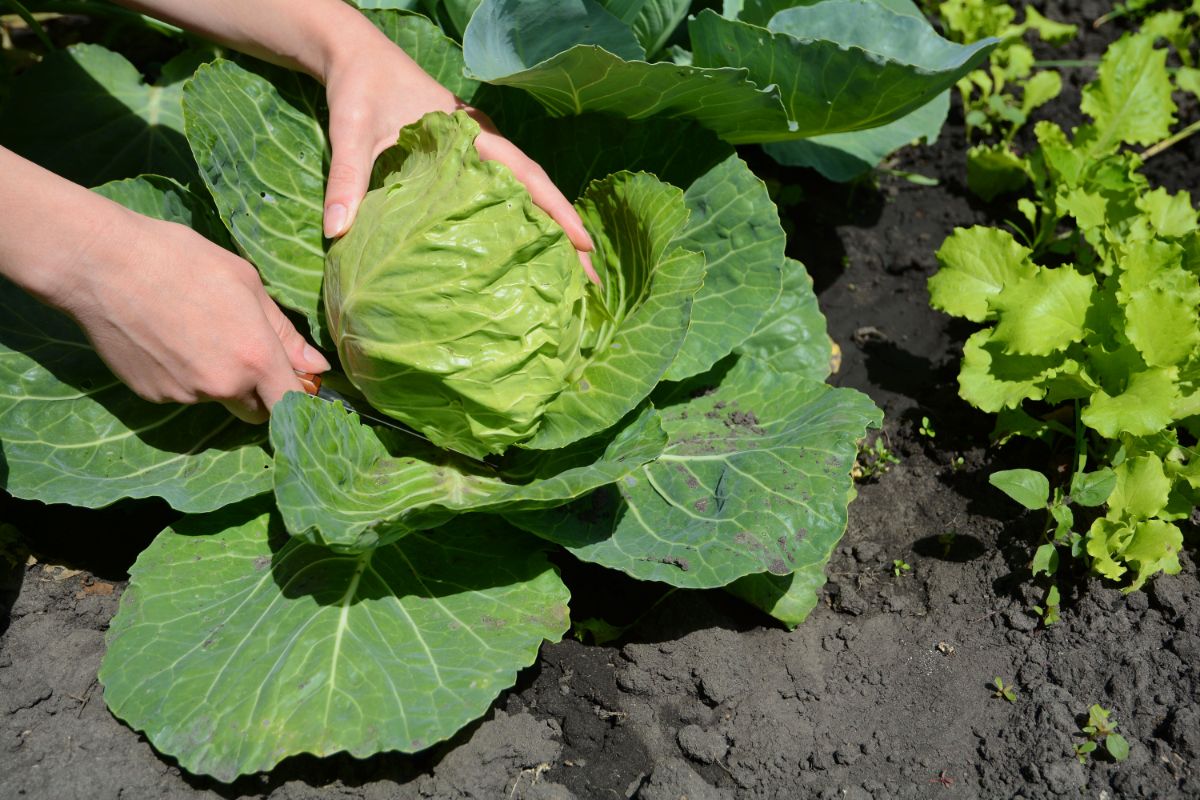 A single cabbage grown in a square foot garden