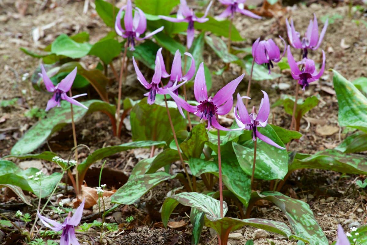 Dogtooth violet is named for its odd root shape