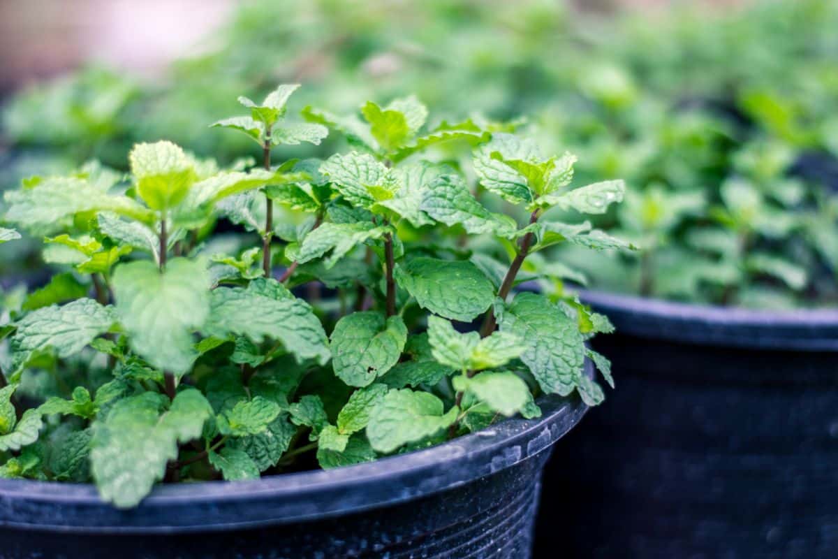 Mint growing in a pot as a moth repellant